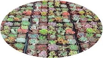 A Comprehensive Review of the Succulent Assortment