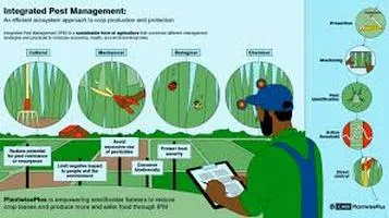 Comprehensive Review of Pest Control Strategies: Ensuring a Pest-Free Environment