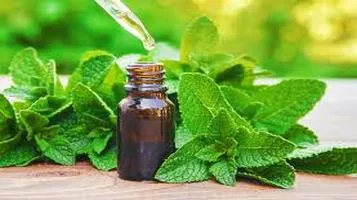 Peppermint Essential Oil: A Versatile Wonderland of Benefits