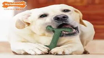 Nylabone DuraChew Pet Interactive Toys: A Comprehensive Review