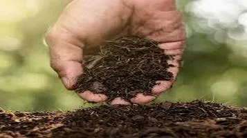 Compost: Nature’s Black Gold