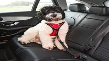 Product KONG Pet Seat Belt