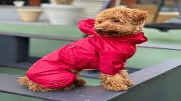 Rainy Days Pet Raincoat Keeping Your Furry Friend Dry and Stylish