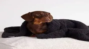 KONG Pet Blankets A Cozy Companion for Furry Friends