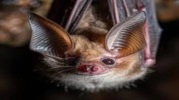 A Mesmerizing Encounter with Nature: Hanging Bats