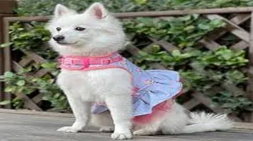 Blueberry Pet Pet Clothing