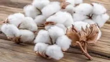 Cotton: The King of Natural Fibers