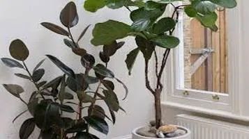 The Fiddle Leaf Fig: A Comprehensive Review