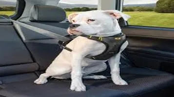 Review of the Kurgo Pet Seat Belt