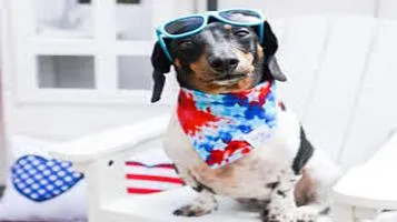 Gooby Pet Bandanas: A Stylish and Functional Accessory for Your Furry Friend