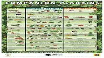 Companion Planting Kits