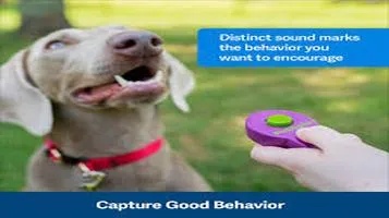 PetSafe Pet Training and Behavior Supplies