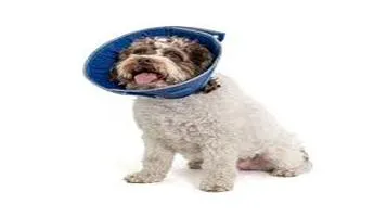 PetSafe E-Collars (Cone of Shame)