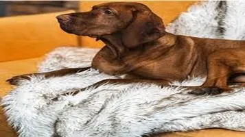 AmazonBasics Pet Blanket A Cozy Comfort for Your Furry Friend