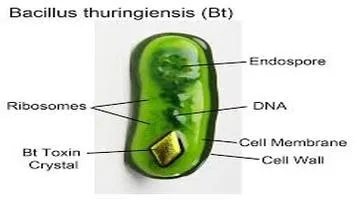 Bacillus Thuringiensis (BT) – A Natural and Effective Biopesticide