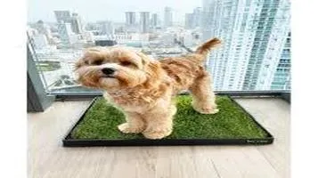 Doggie Lawn Indoor Dog Potty A Game Changer for Urban Pet Owners