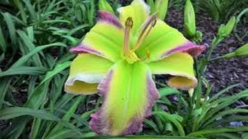 Daylily: A Blossoming Gem in the World of Floriculture