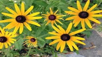 Review of "Black-eyed Susan"