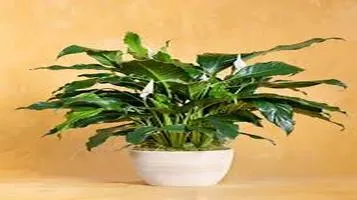 Peace Lily A Serene Addition to Any Space