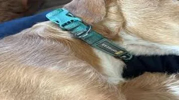 Ruffwear Pet Collars: A Comprehensive Review