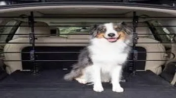 Review of PetSafe Pet Traveling and Transportation Supplies