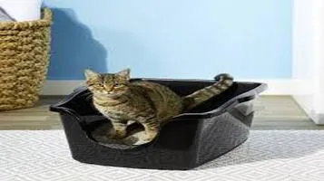 A Comprehensive Review of Nature's Miracle Litter Box