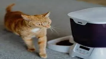 Cat Mate C3000 Pet Automatic Feeder: A Comprehensive Review