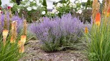 Review of Russian Sage (Perovskia atriplicifolia)