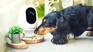 Dog Monitor Pet Cameras Review