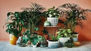 Indoor Plants: A Revitalizing Addition to Your Living Space