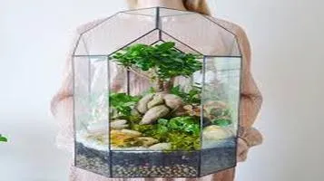 Geometric Terrariums: A Fusion of Nature and Art