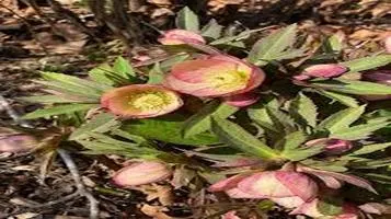 Hellebore: A Comprehensive Review