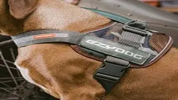 Review of the EzyDog Convert Harness