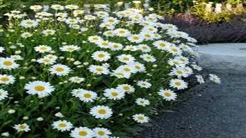 Shasta Daisy: A Garden Must-Have