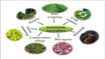 Organic Fertilizer: An Eco-Friendly Solution for Sustainable Agriculture