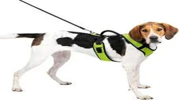 PetSafe EasySport Harness: A Comprehensive Review