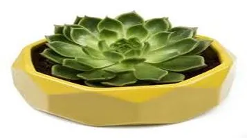 Succulent Planters - Perfect Harmony of Aesthetics and Functionality