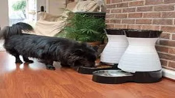 A Comprehensive Review of the PetSafe Healthy Pet Gravity Feeder & Pet Water Bowls