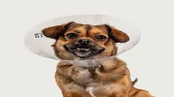 Review of ASPCA E-Collars (Cone of Shame)