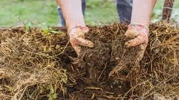 Aged Manure: The Unsung Hero of Organic Gardening