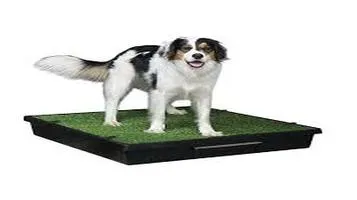 PetSafe Pet Training Pads