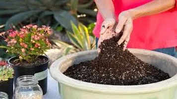 Peat Moss: A Comprehensive Review