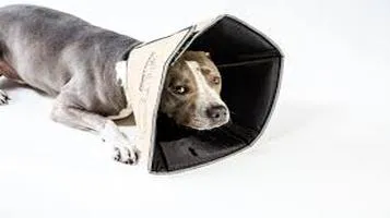 Comfy Cone E-Collars: A Thoughtful Review