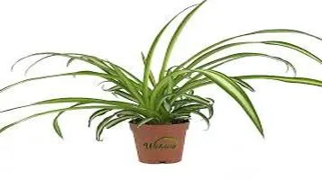 Spider Plant (Chlorophytum comosum): An Essential Addition to Any Plant Collection