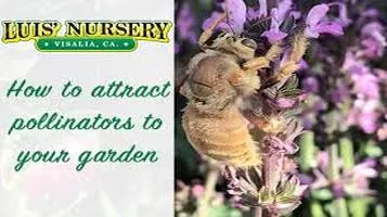 Review about How to Attract Pollinators to Your Garden