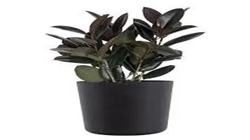 Rubber Plant (Ficus elastica): The Majestic Houseplant