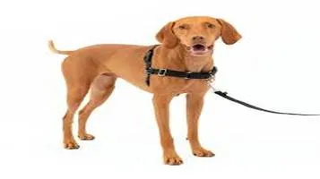 PetSafe Pet Leashes