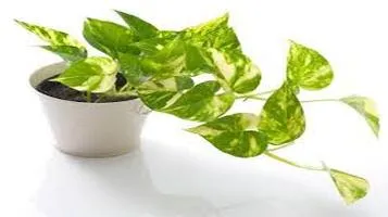 Review of Pothos (Epipremnum aureum)