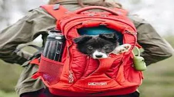 Kurgo Pet Traveling and Transportation Supplies