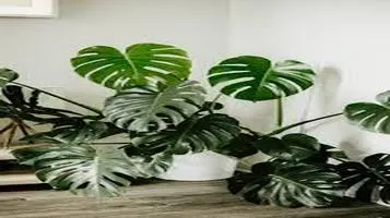 Monstera Deliciosa - The Iconic Tropical Beauty